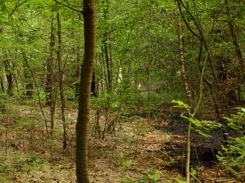 Waldbrand Bergisch Gladbach Bensberg P082.JPG